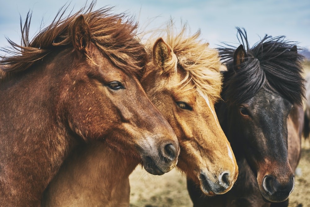 Ook verkoop paarden naar Rusland verboden